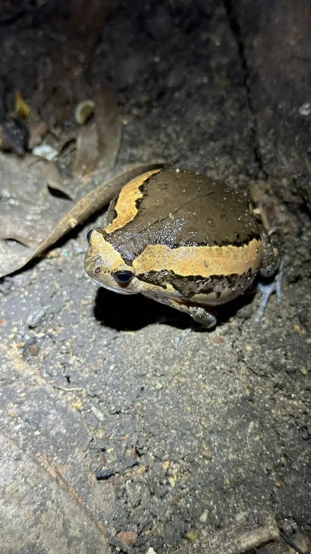 Banded bullfrog on the ground at night