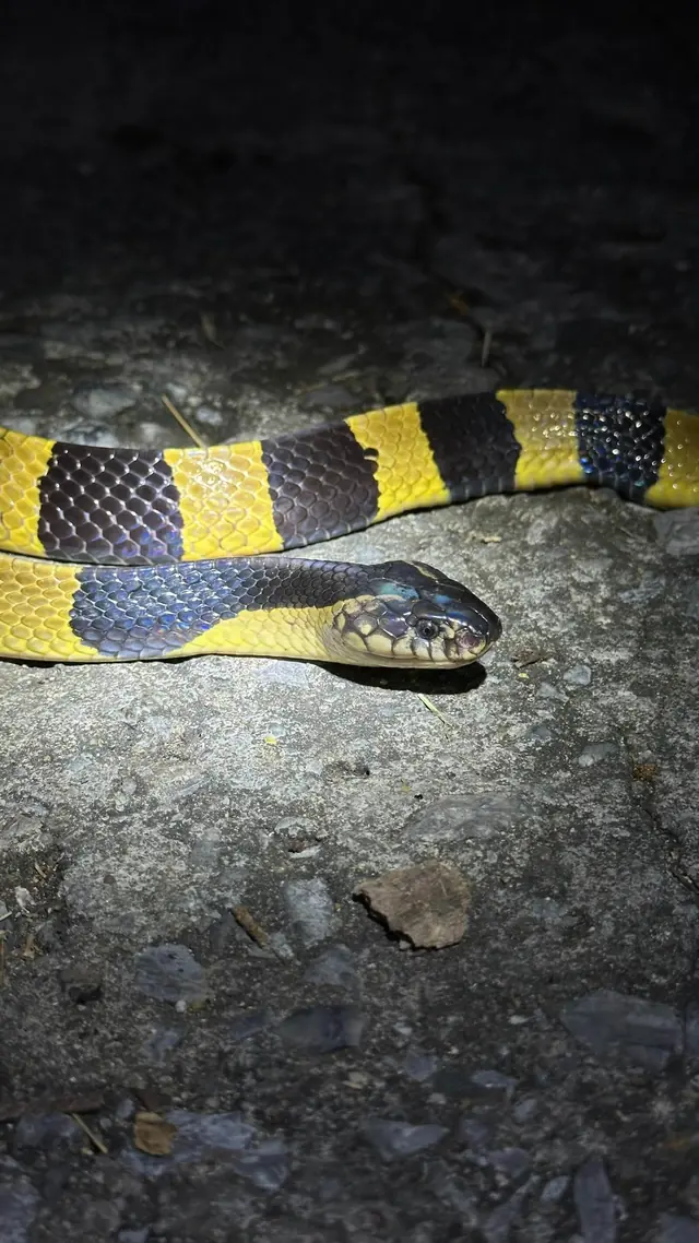 Banded krait with yellow and black bands, resting on a rock