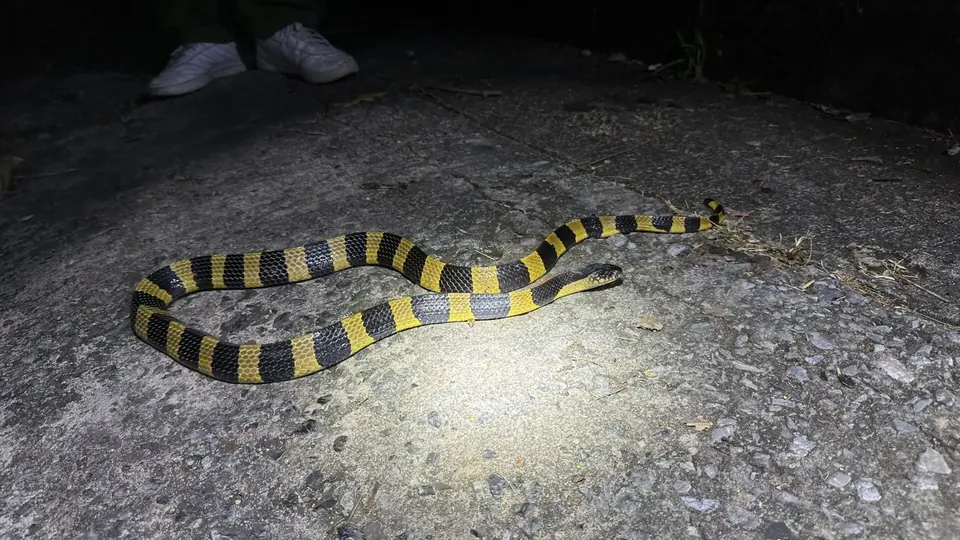 Banded snake on a stone path