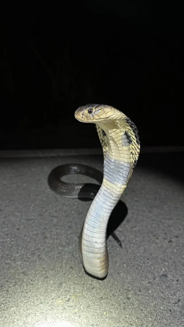 A cobra rearing up with its hood open on a path at night