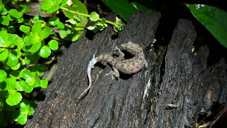 Gecko camouflaged on tree bark