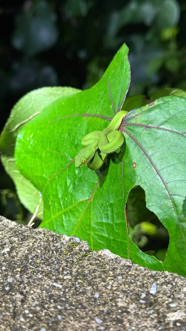 Small green lizard on a leaf