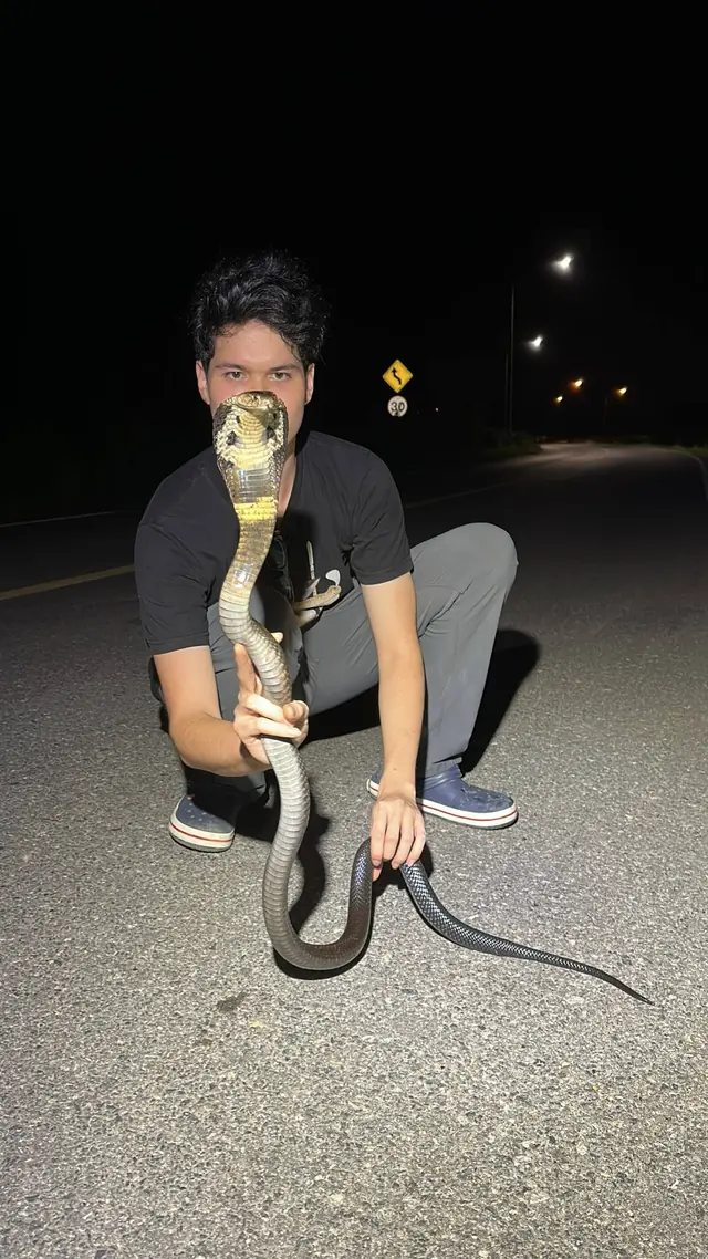 Bangkok Herping guide crouching with a cobra on a quiet road