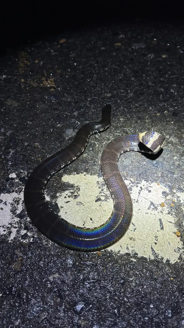 Dark snake with a shiny, iridescent skin on a path