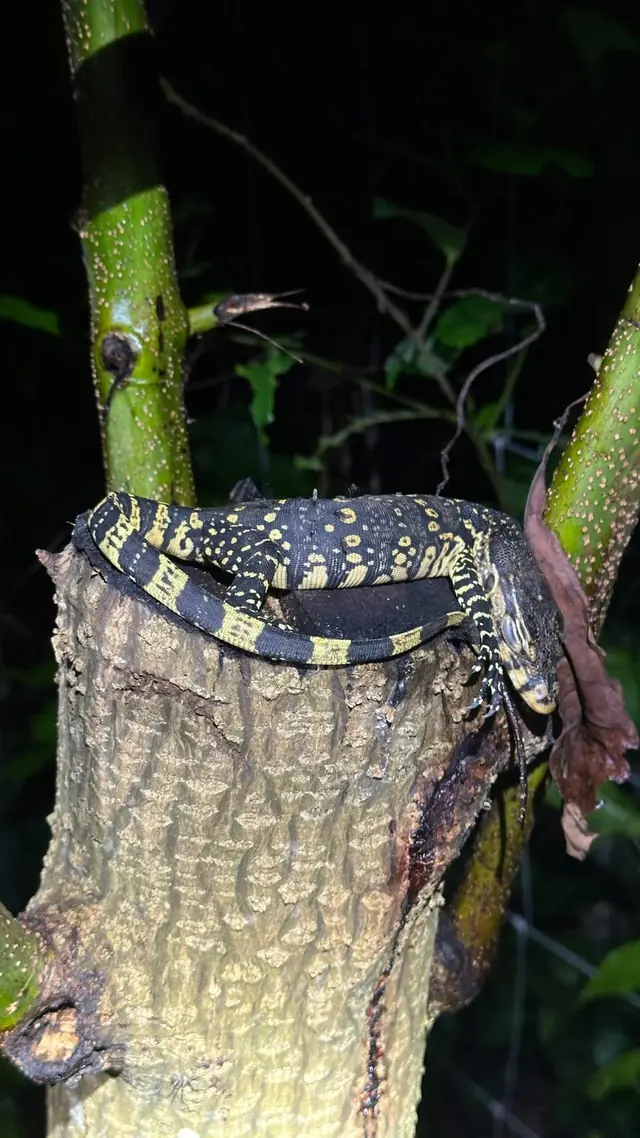 Monitor lizard on a tree trunk