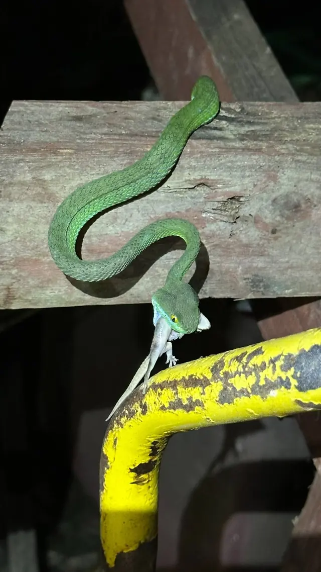 Green pit viper on a wooden rail