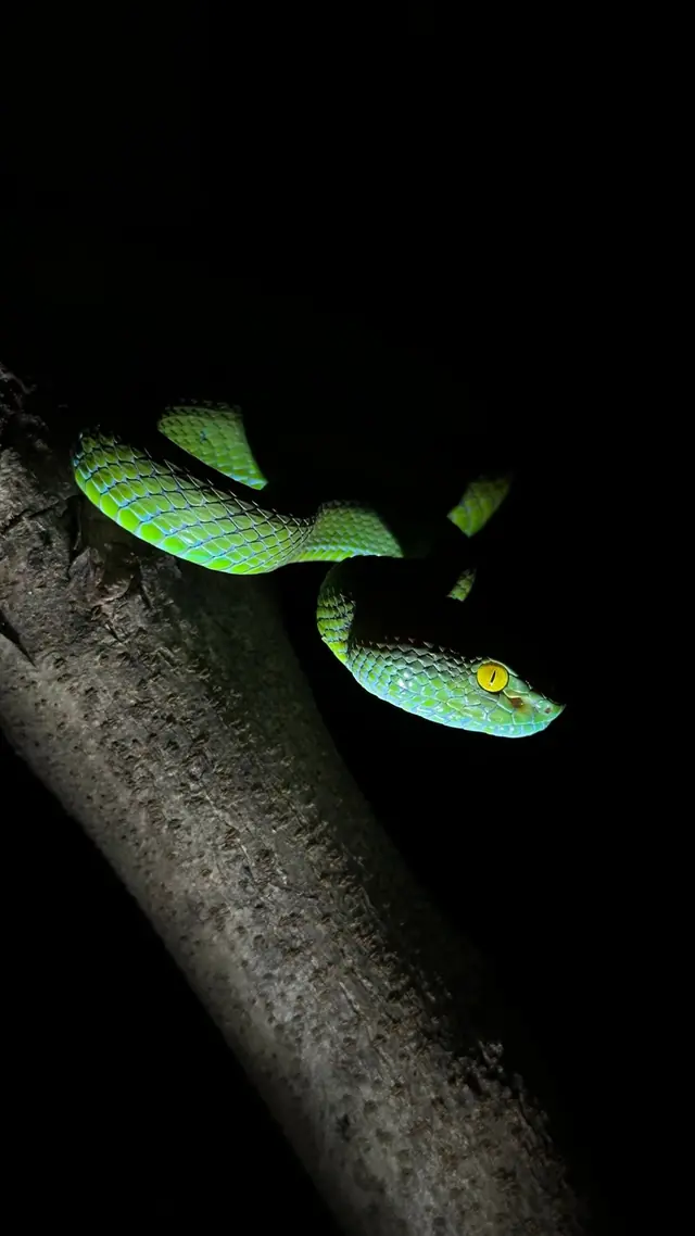 Green pit viper coiled on a branch