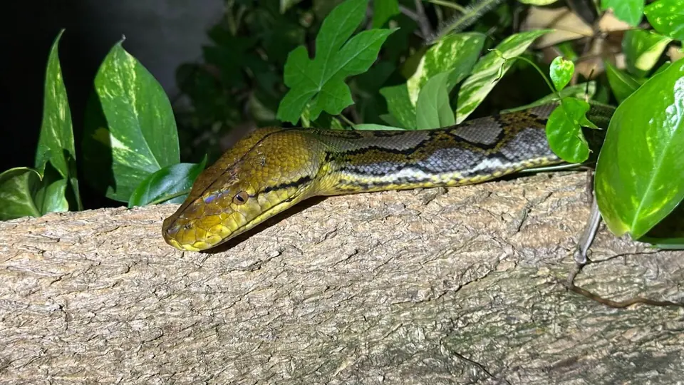 Python lying along a log