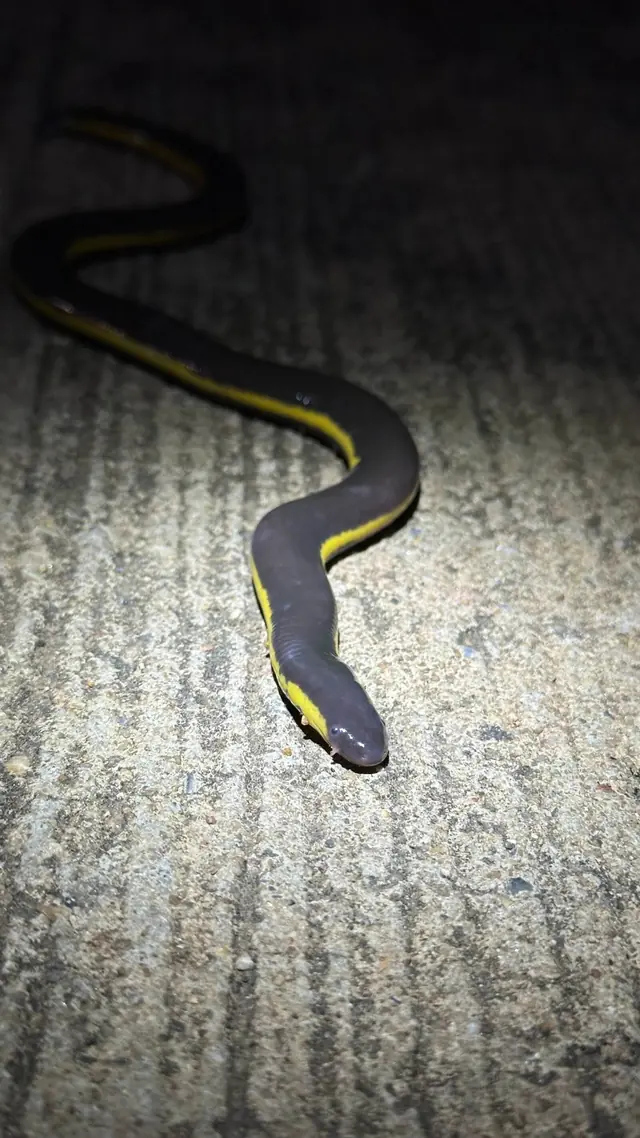 Black snake with a yellow stripe on a path