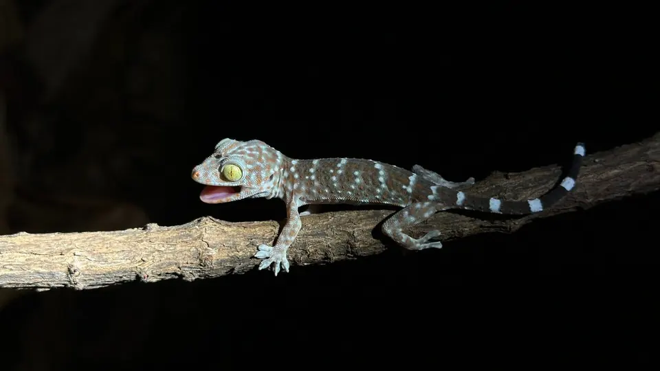 Tokay gecko on a branch at night
