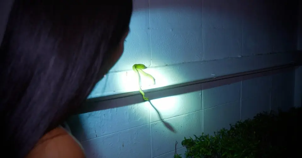 Green snake lit by a torch against a white wall