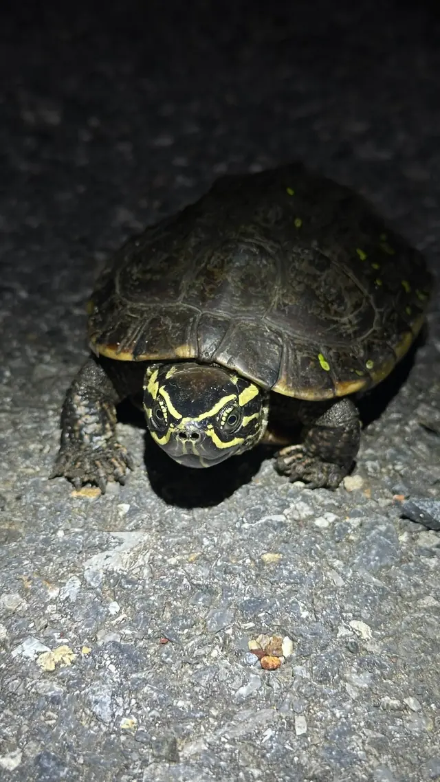 Turtle with yellow markings on its head