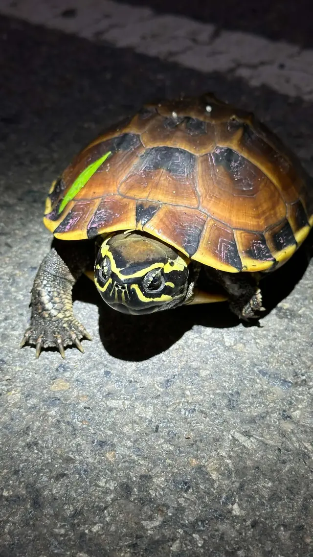 Turtle on a path at night