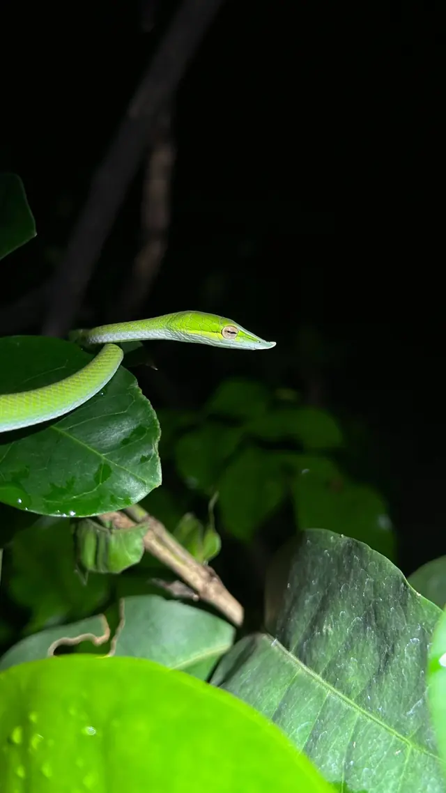 Green vine snake among the leaves