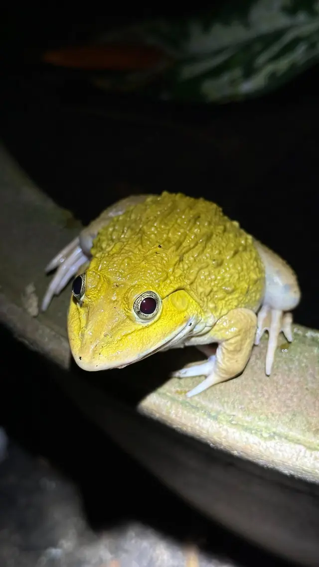 Yellow frog sitting on a ledge at night